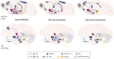 The neural circuits of monogamous behavior